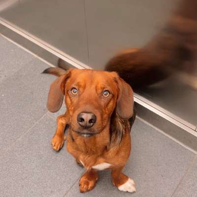 Hundetreffen-Monty sucht einen neuen Freund-Bild