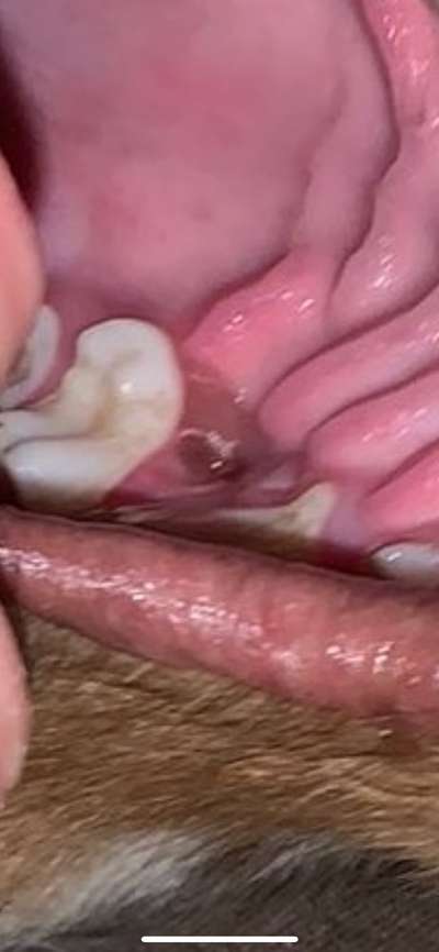Zahnfleischverfärbung? Was könnte es sein?-Beitrag-Bild