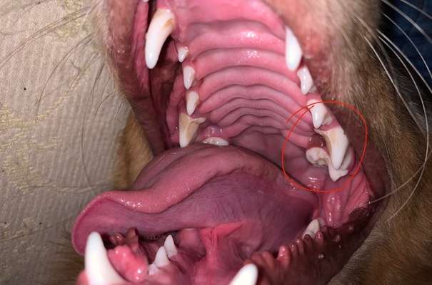 Zahnfleischverfärbung? Was könnte es sein?-Beitrag-Bild