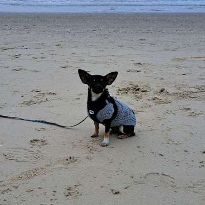 Hundetreffen-Suche Spielfreunde-Bild