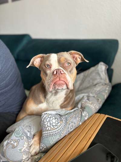 Olde English Bulldogge-Beitrag-Bild