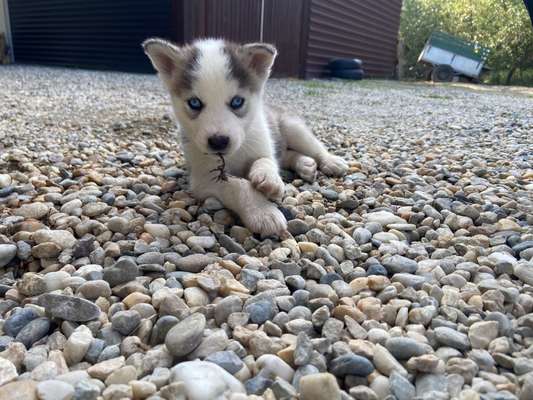 Welpen Bilder !-Beitrag-Bild