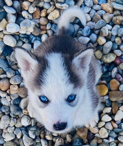 Welpen Bilder !-Beitrag-Bild