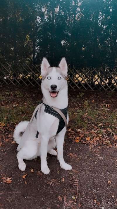 Hundetreffen-Spiele-Date-Bild