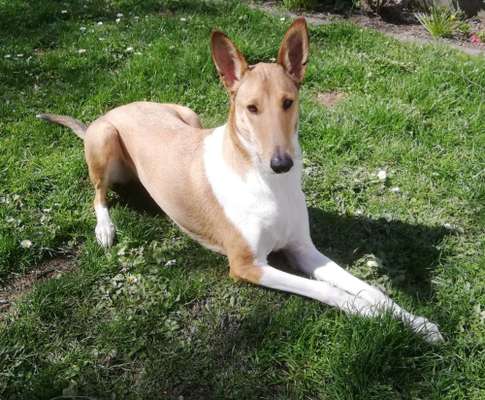 Hunderunde-Beitrag-Bild