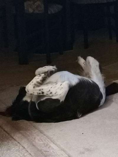 Die Dogorama Wochen Challenge-Beitrag-Bild