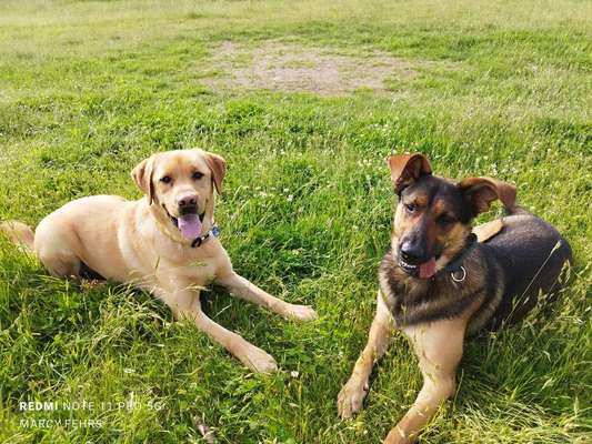 Hundetreffen-Social walk, Gassi gehen, Toben, Trainingsrunden ect ect-Bild