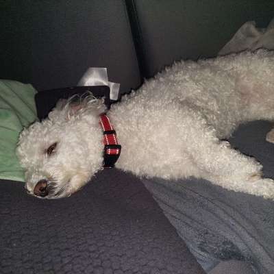 Hundetreffen-Treffen in Kaufbeuren-Bild