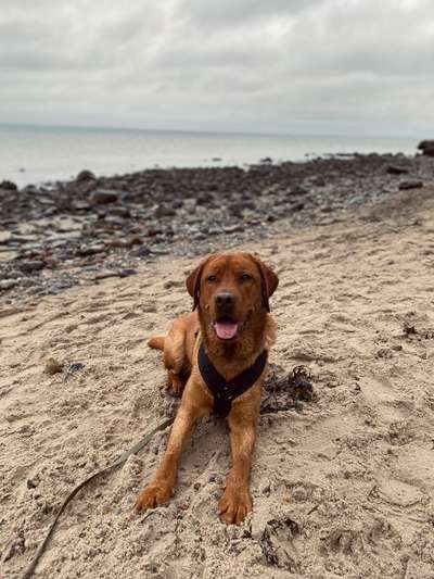 Hundetreffen-Trainings- und ggf. Spieltreffen-Bild