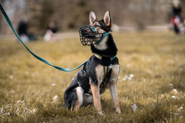 Wo sind die Mischlinge?-Beitrag-Bild