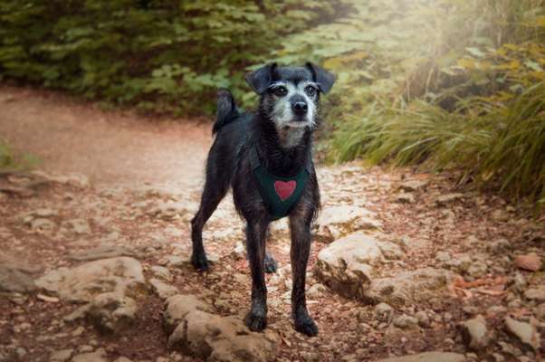 Wo sind die Mischlinge?-Beitrag-Bild