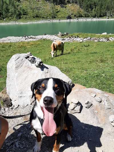 Hundetreffen-Hundenbegegnungen üben und Spiel-Bild