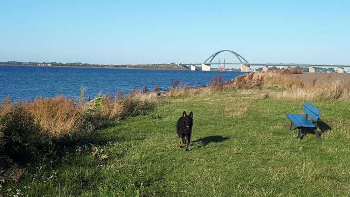Urlaub mit unserem Hund auf Fehmarn.-Beitrag-Bild
