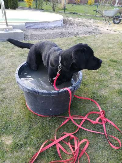 Dogorama-Monats-Challenge-Mai "Wasser"-Beitrag-Bild