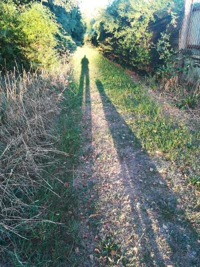Hund und Natur-Beitrag-Bild