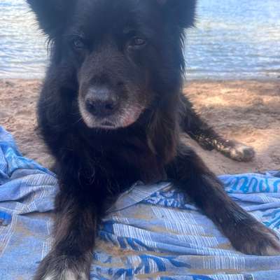 Hundetreffen-Ruhige Seniorendame sucht Kontakt zu anderen Hunden-Bild