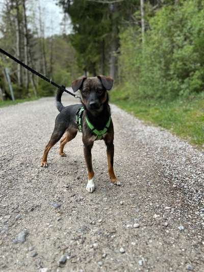 Club der Rumänen (Alle Hunde aus dem rumänischen Tierschutz, wo seid Ihr?)-Beitrag-Bild