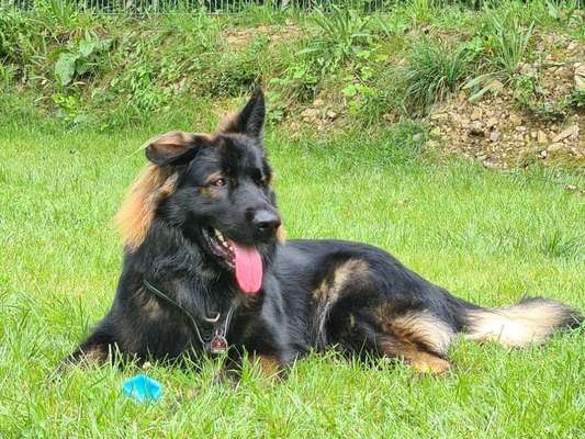 Hundetreffen-Treffen für Gassi, Training und Austausch-Bild