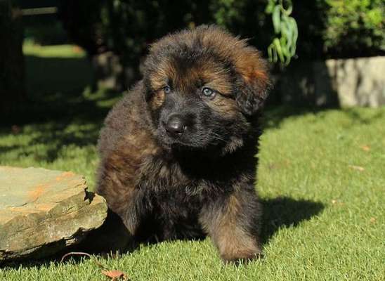 Welpen Bilder !-Beitrag-Bild