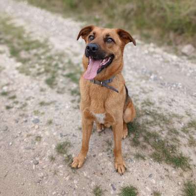 Hundetreffen-Hundekumpel für Unsicheren Hund-Bild