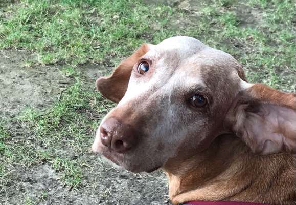 Dogorama Photo Challenge - Hundeblick zum hinschmelzen-Beitrag-Bild