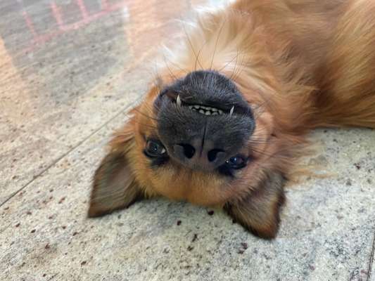 Fotosammlung: ,,Der natürliche Hund" Unbearbeitet, ungestellt und in Natura-Beitrag-Bild