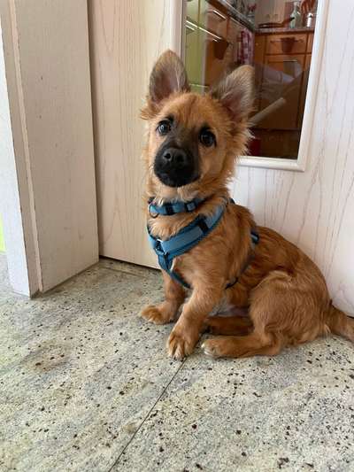 Schäferhund-Beitrag-Bild