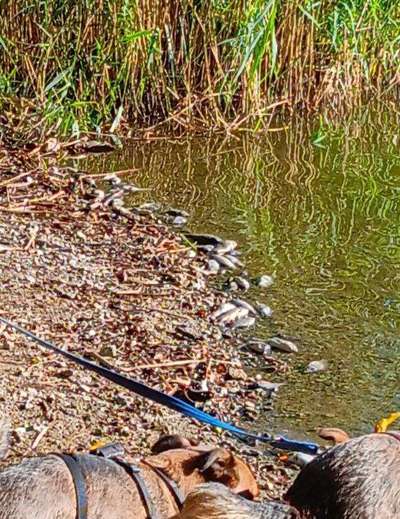 Giftköder-Waldteich gekippt - Wasser nicht trinken-Bild