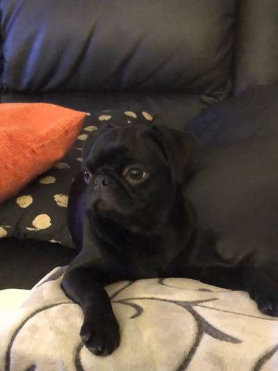 Wie heißt dein Hund?-Beitrag-Bild