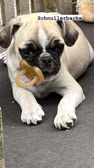 Hundetreffen-Spielgruppe gor unseren Retro-Mops Bob, 1 Jahr alt-Bild