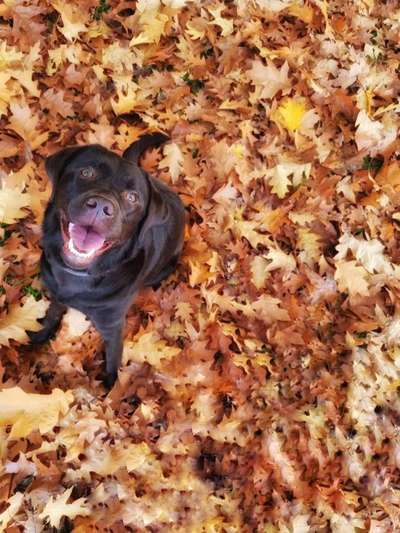 Herbst Bilder-Beitrag-Bild