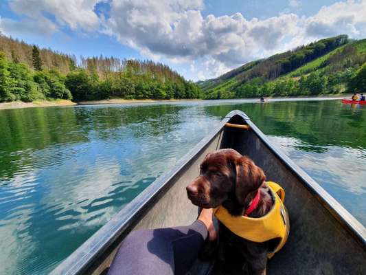 Die Dogorama Wochen Challenge-Beitrag-Bild