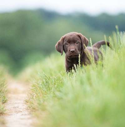 Welpen Bilder !-Beitrag-Bild