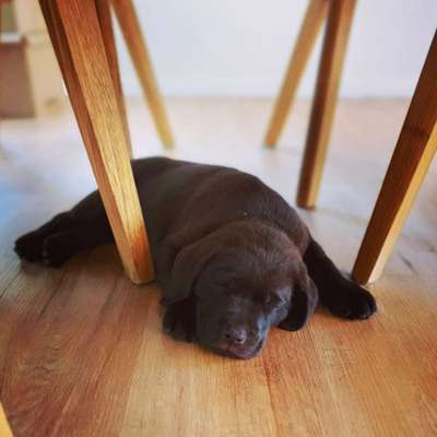 Welpen Bilder !-Beitrag-Bild