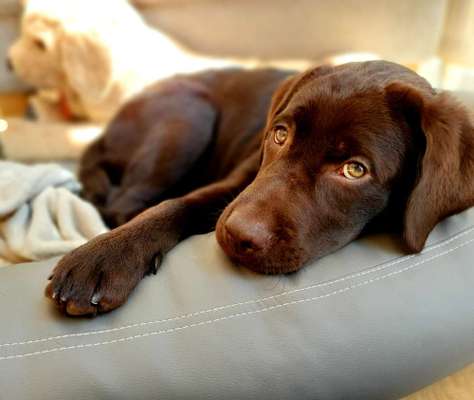 Dogorama Photo Challenge - Hundeblick zum hinschmelzen-Beitrag-Bild