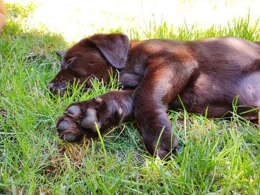 Die Dogorama Kalender Challenge 4/4-Beitrag-Bild