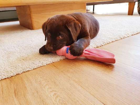 Welpen Bilder !-Beitrag-Bild