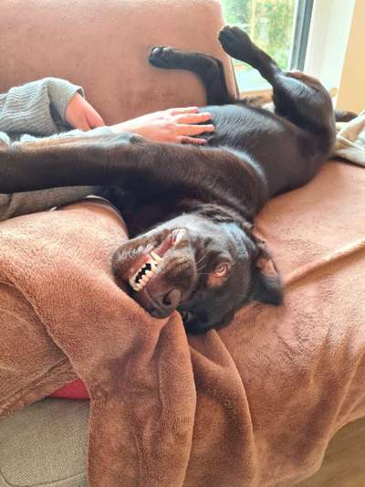 Hier ist der Spaßthread. Zum Schmunzeln und Kaputtlachen-Beitrag-Bild