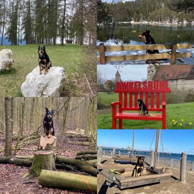 31. Collagen Challenge - Bänke/ Steine /Baumstümpfe-Beitrag-Bild