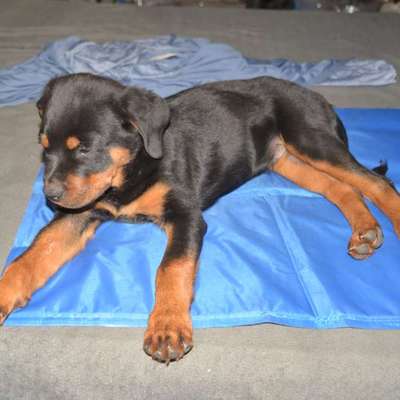 Suche Welpentreff zum Spielen und Toben-Beitrag-Bild