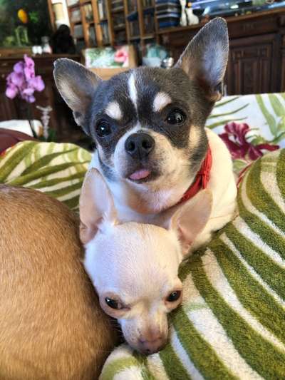 Die besten Hundeblicke 🐾❤️-Beitrag-Bild