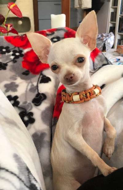 147. Foto Challenge: Bettelblick-Beitrag-Bild