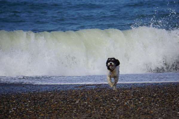 Fotochallenge 66 ~ Rennaction -Zeig deinen Hund im Lauf-Beitrag-Bild