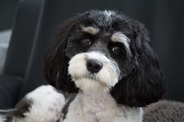 Fotochallange Nr. 57     PORTRÄT.   Beendet!!!!!!!!-Beitrag-Bild