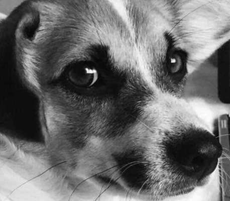 Die Dogorama Kalender Challenge Titelbild-Beitrag-Bild