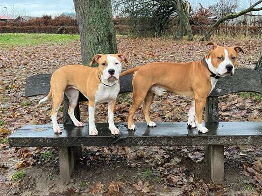 Reinrassige Hunde?-Beitrag-Bild