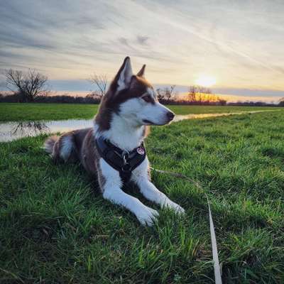 Hundetreffen-Gassirunde, Hundefreunde, Trainingspartner-Bild