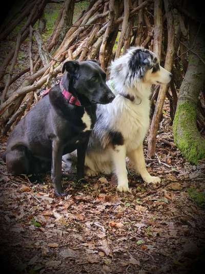 Hundetreffen-SPIELEN , GEMEINSAME Aktivitäten-Bild