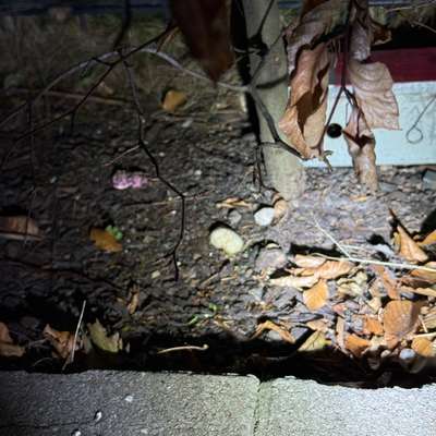 Giftköder-Verteiltes Rattengift-Bild