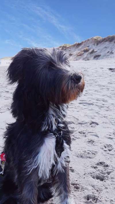 Die Dogorama Kalender Challenge 4/4-Beitrag-Bild